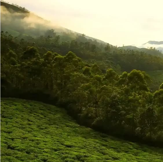 Munnar Tea Estates, Idukki